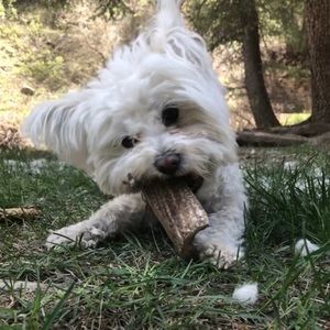 Meet your Posher, Alison